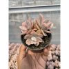 1513. Echeveria Pink Angel 3 Head