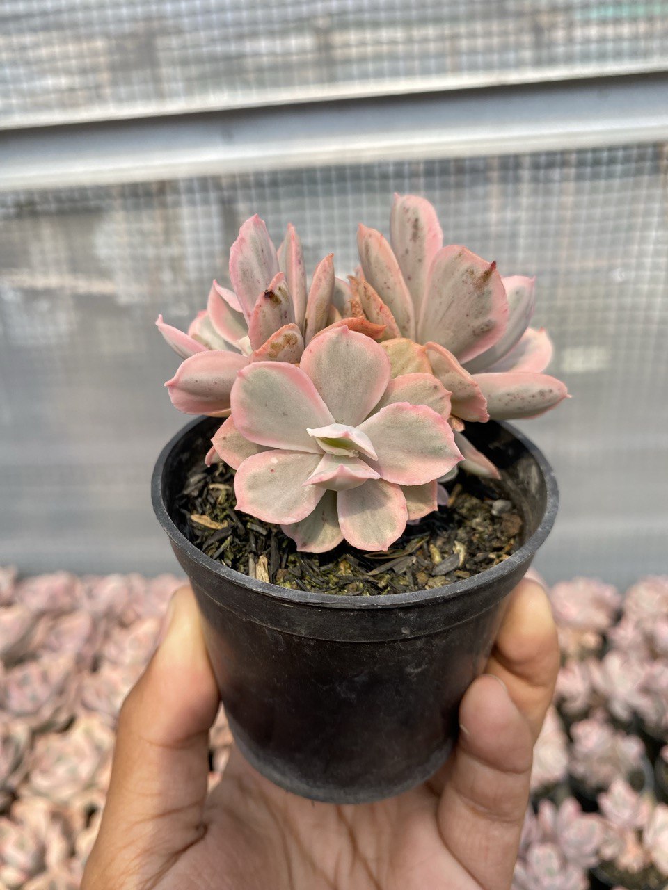 1513. Echeveria Pink Angel 3 Head - Image 3