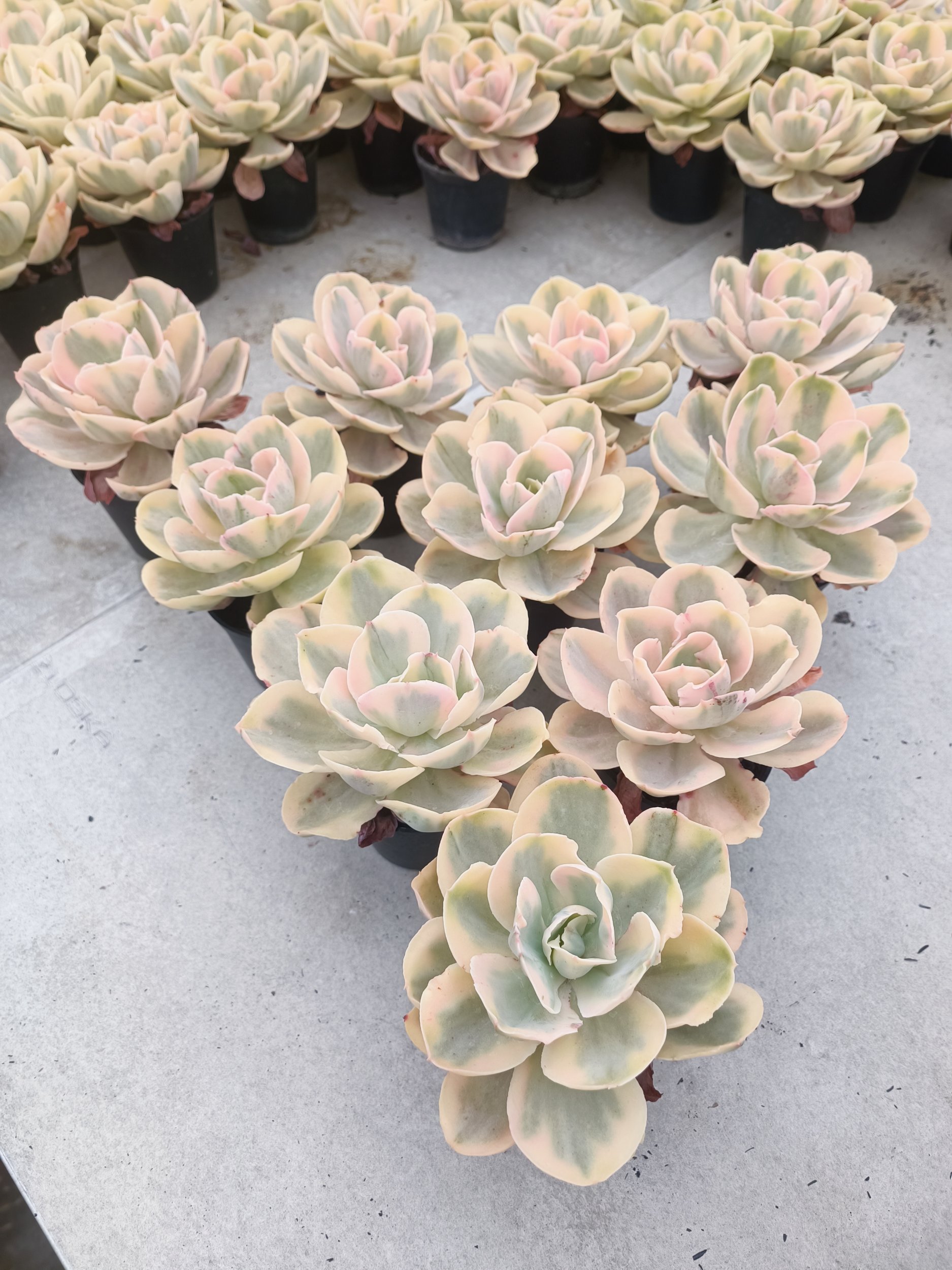 2069. Echeveria Pink Angel 10 Pcs - Image 3