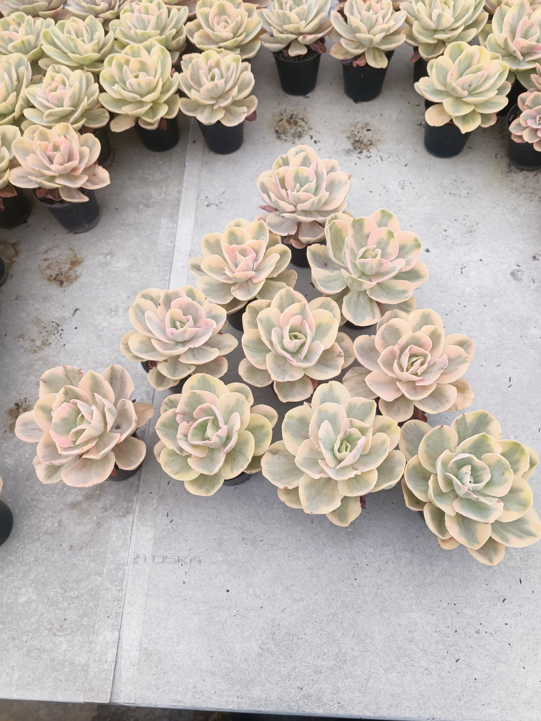 2069. Echeveria Pink Angel 10 Pcs - Image 4