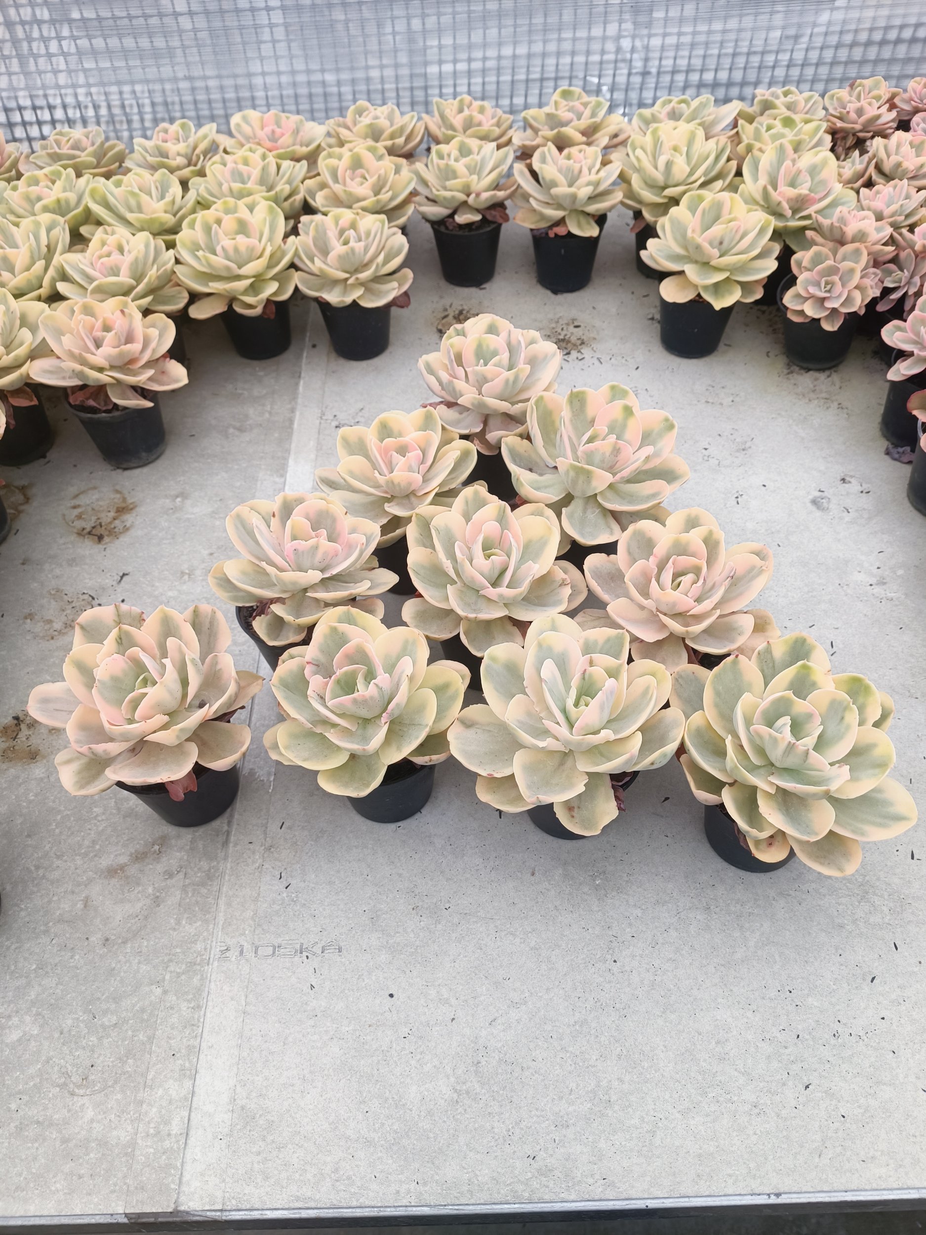 2069. Echeveria Pink Angel 10 Pcs - Image 5