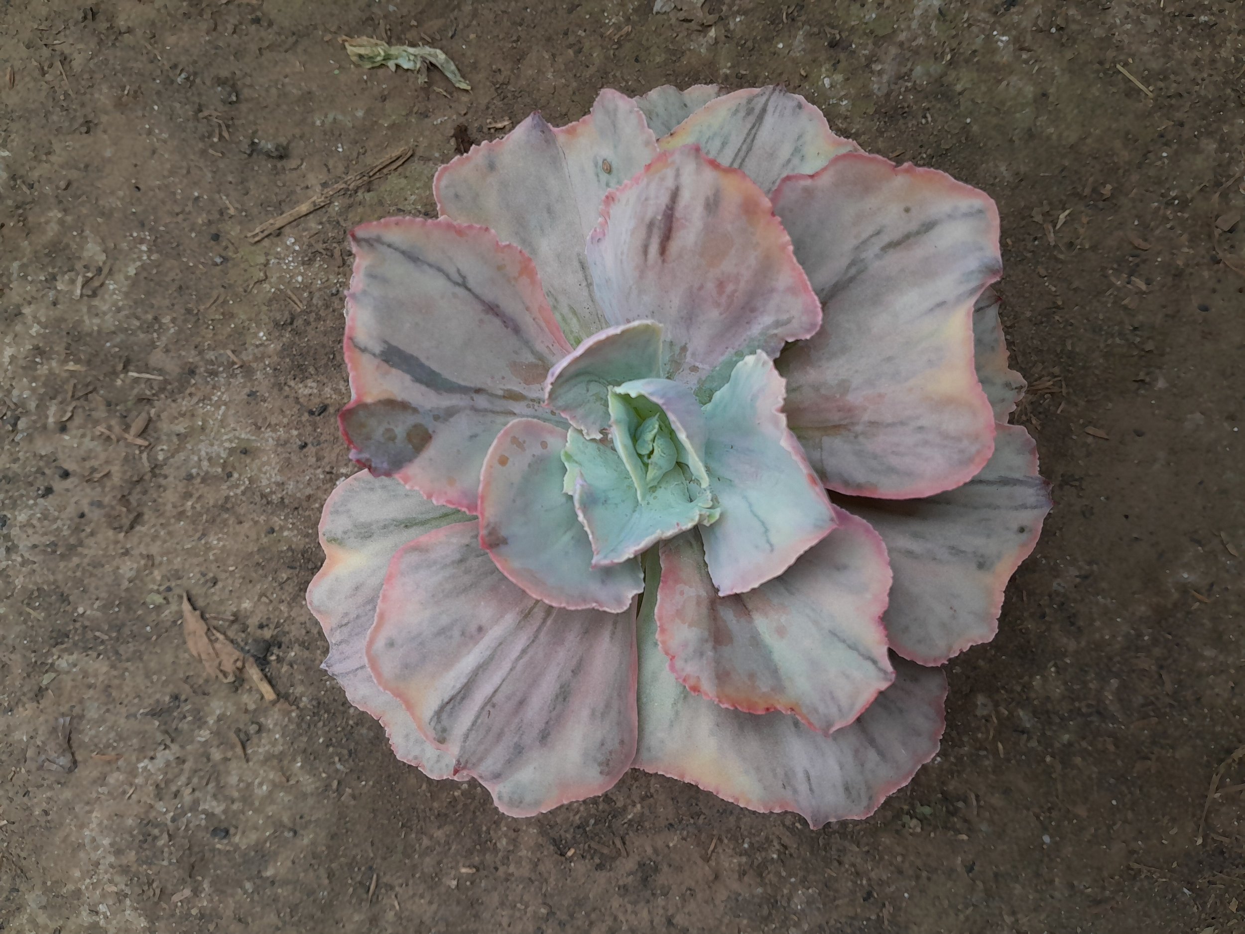 1985. Echeveria Pink Diamond - Image 2