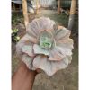 1985. Echeveria Pink Diamond