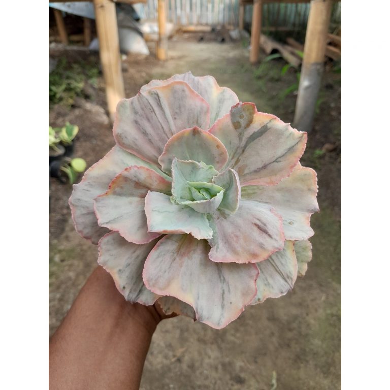 1985. Echeveria Pink Diamond
