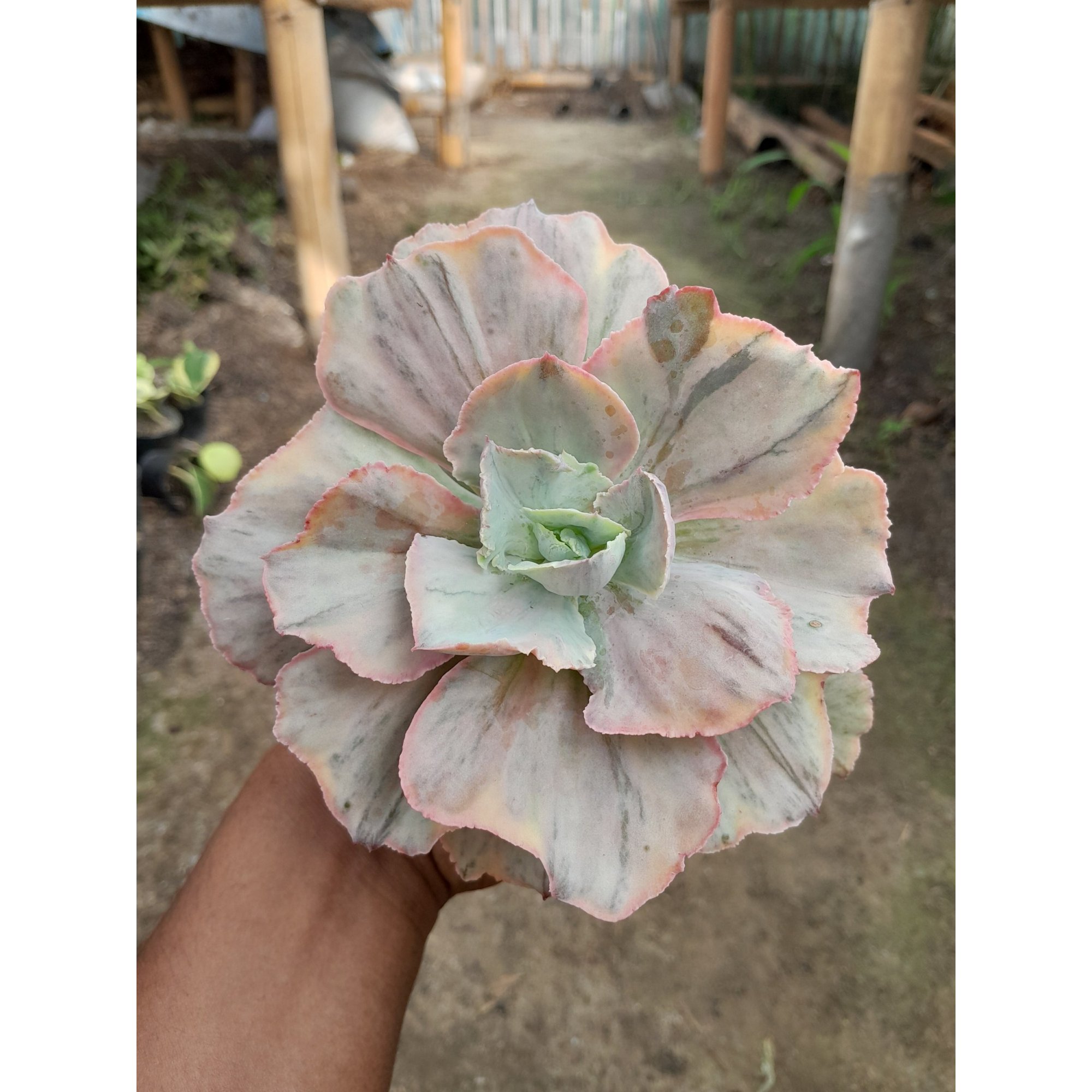 1985. Echeveria Pink Diamond