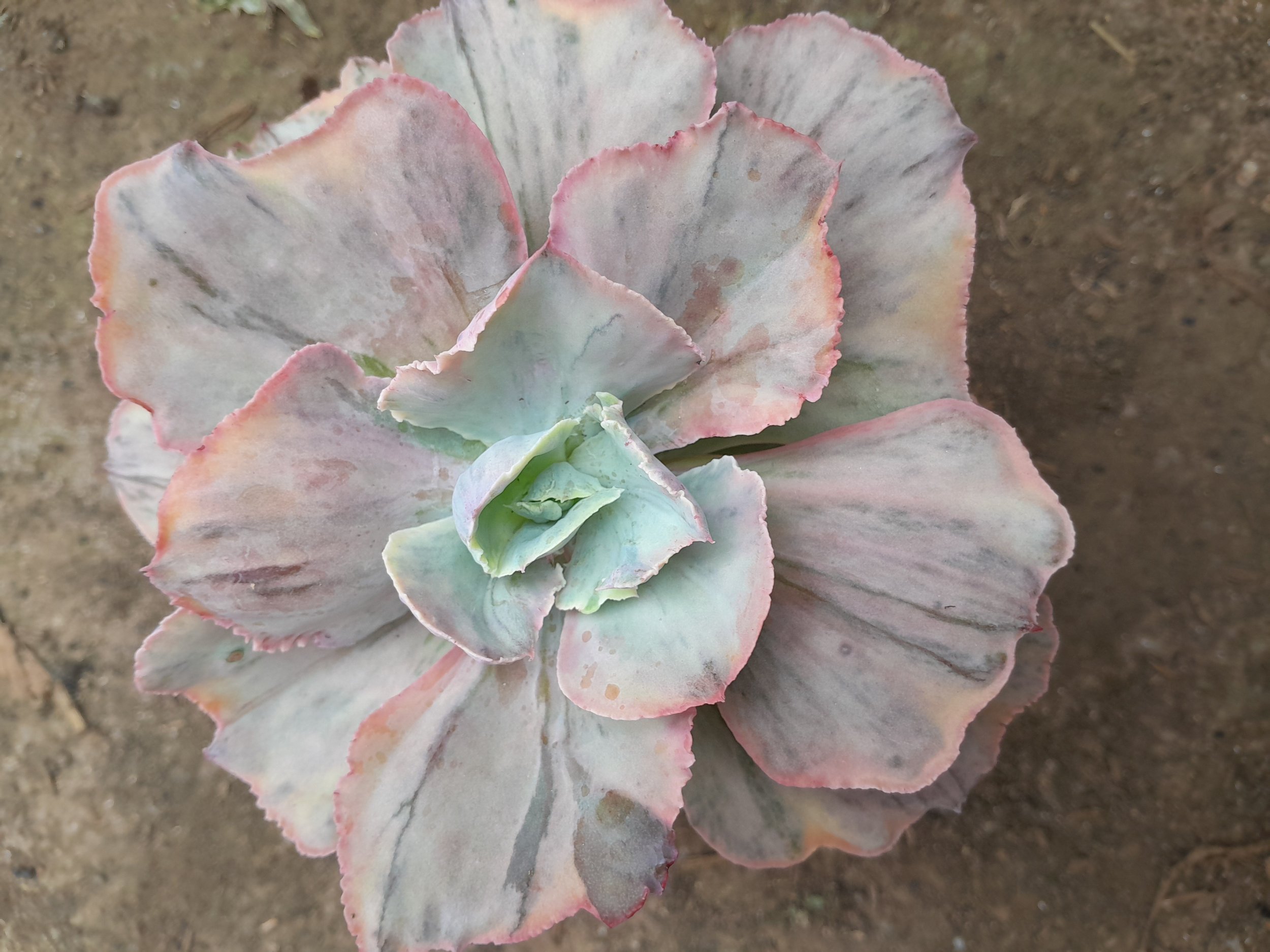 1985. Echeveria Pink Diamond - Image 3