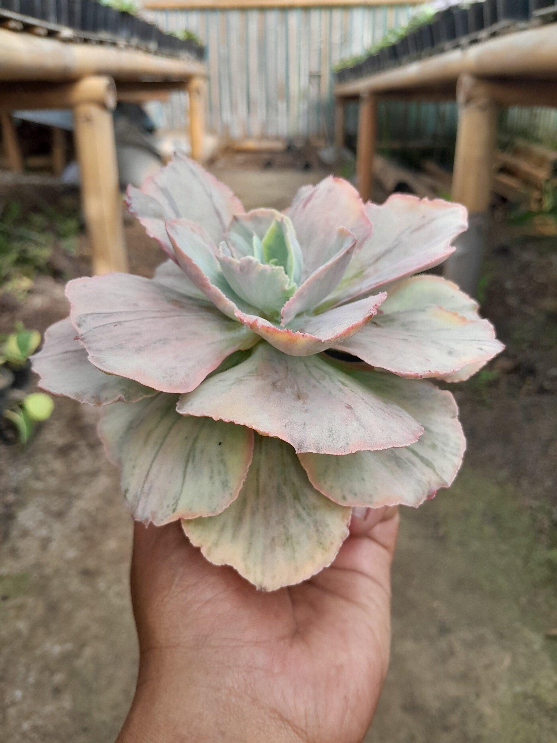 1985. Echeveria Pink Diamond - Image 4