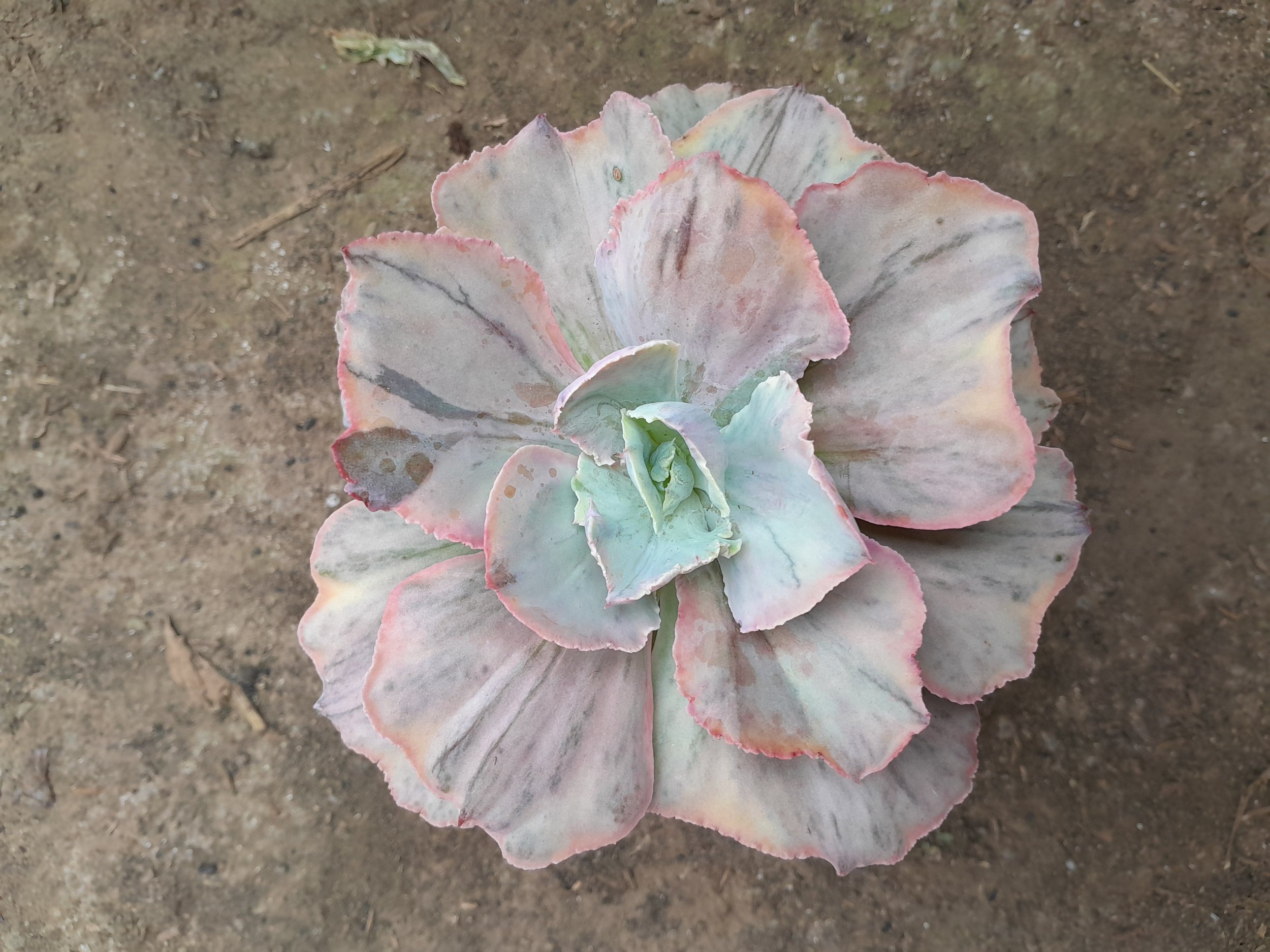 1985. Echeveria Pink Diamond - Image 5