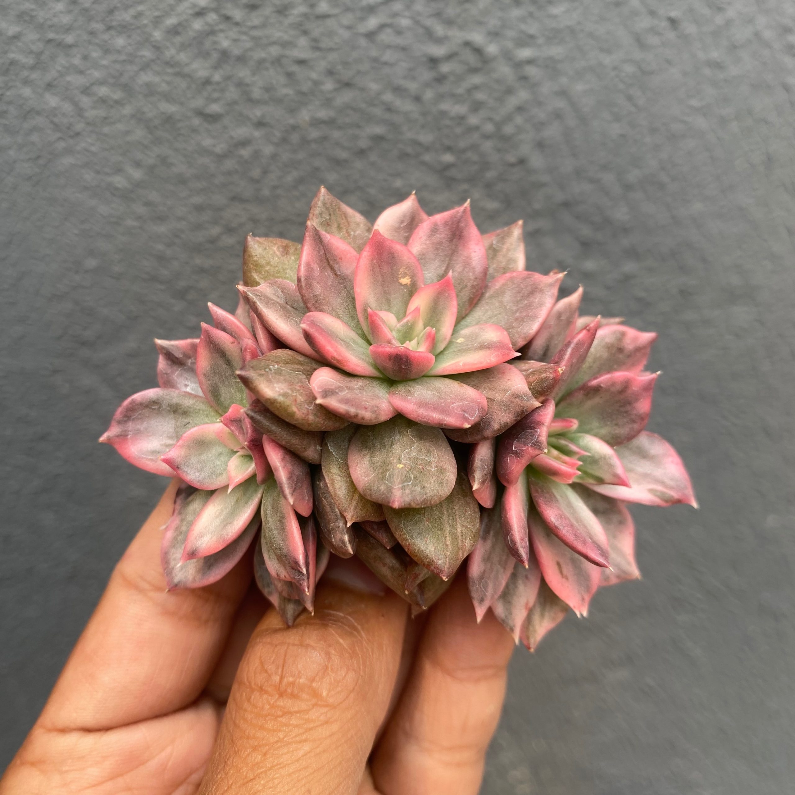1293. Echeveria Pink Prince Double Head