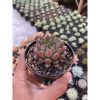 1473. Echeveria Pink Ruby