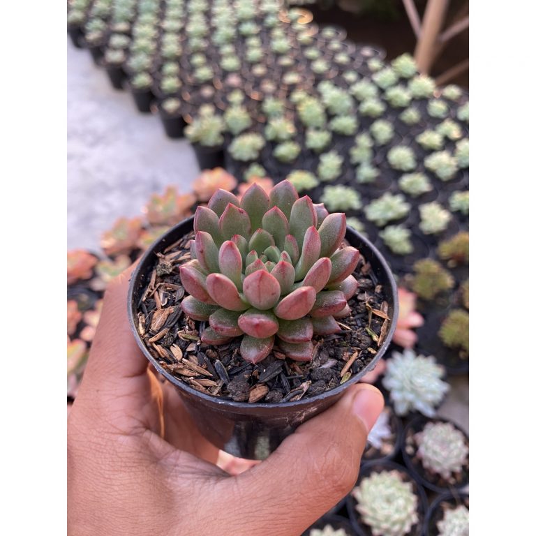 1473. Echeveria Pink Ruby