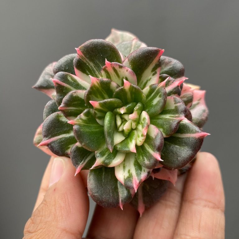 711. Echeveria Prince Black Pink