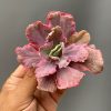 389. Echeveria Red Chantilly Dragon Fin
