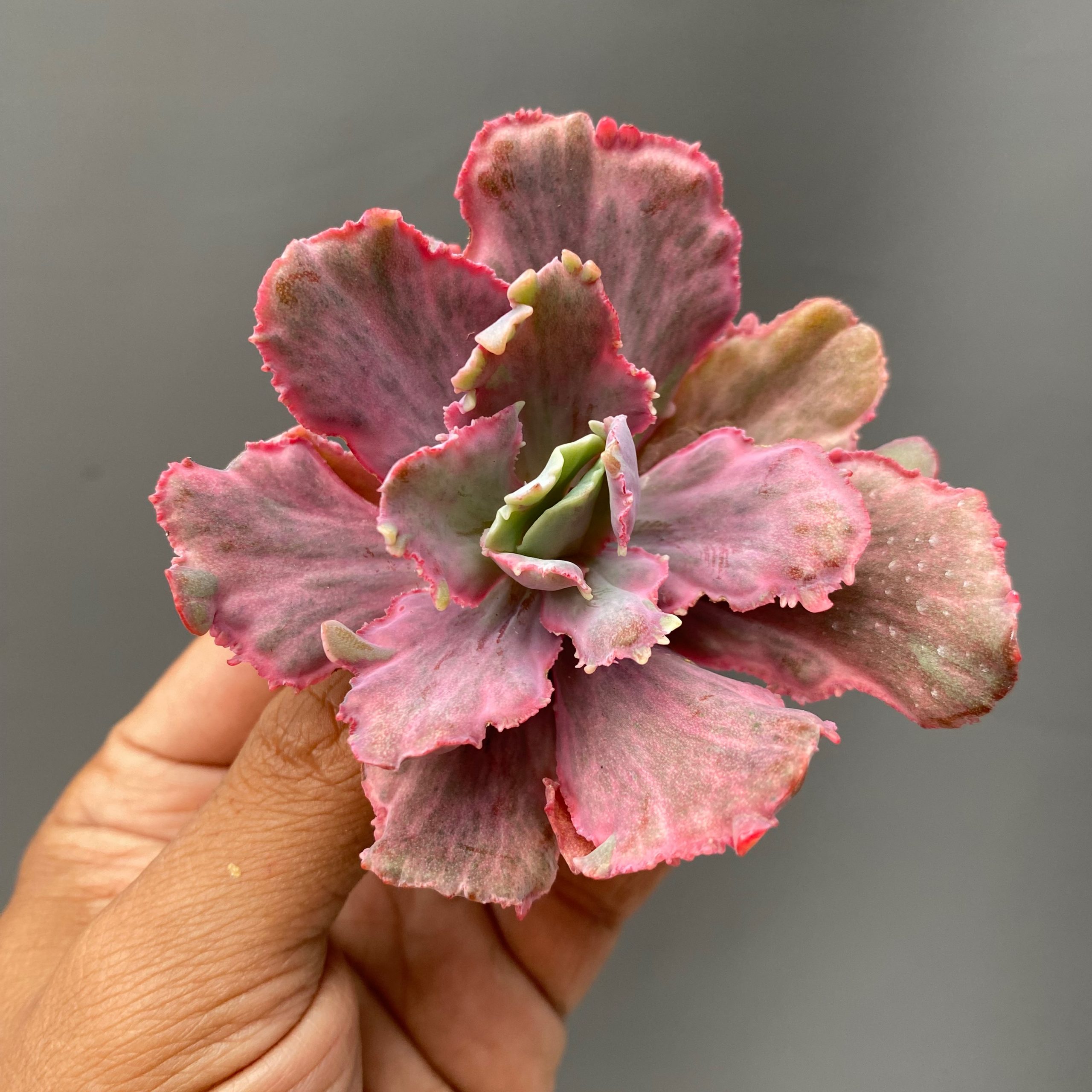 389. Echeveria Red Chantilly Dragon Fin