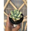 1472. Echeveria Rococo
