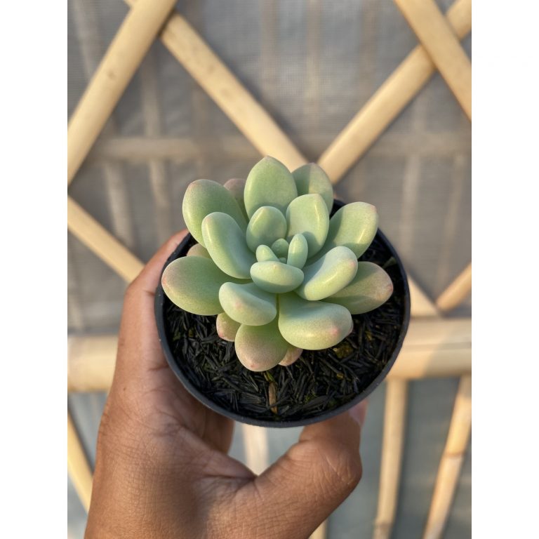 1472. Echeveria Rococo