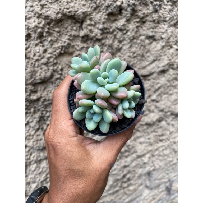 1606. Echeveria Rococo Cluster