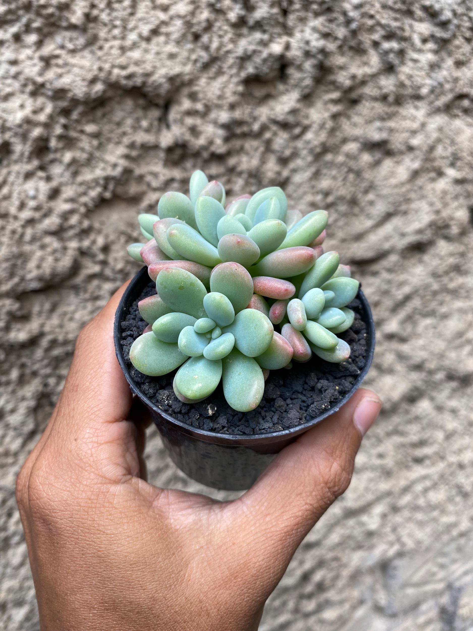 1606. Echeveria Rococo Cluster - Image 2