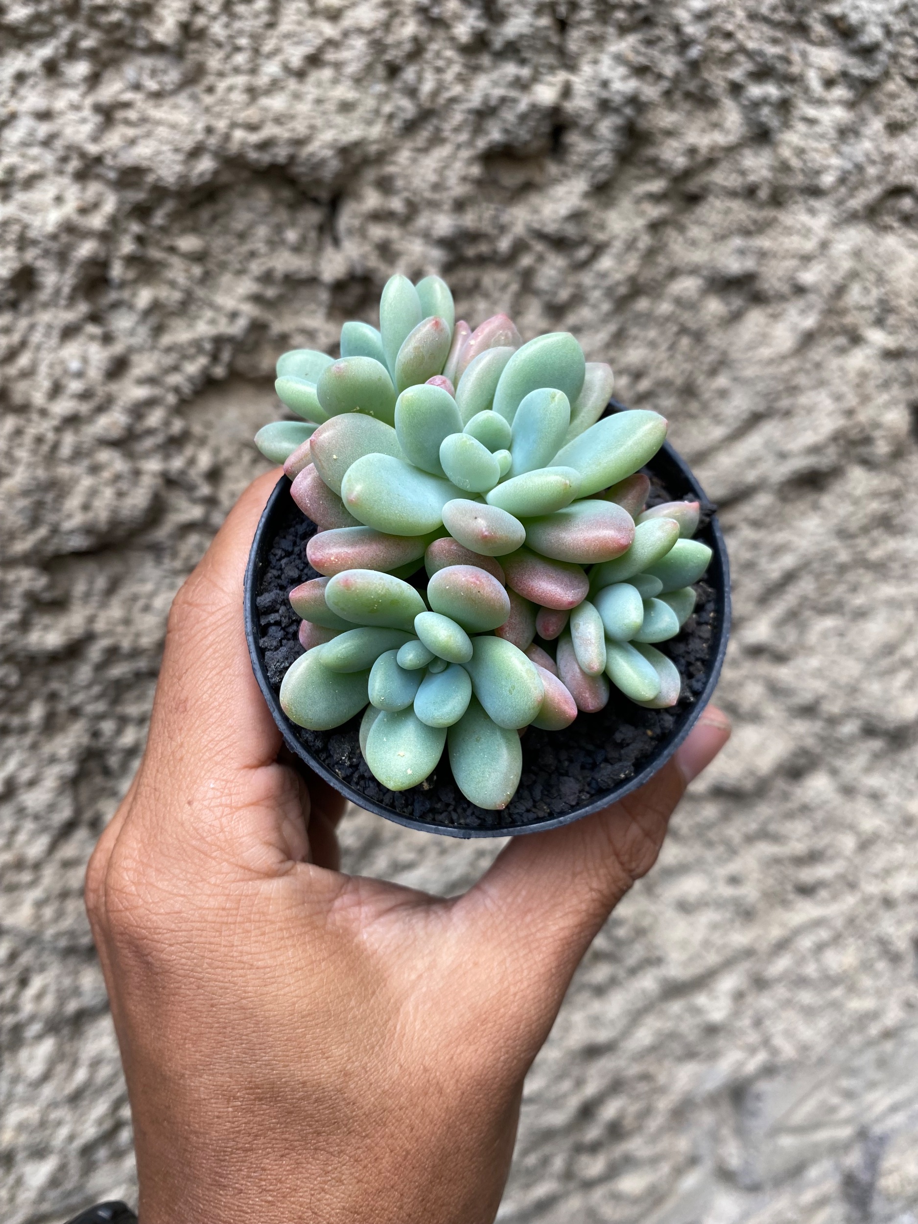 1606. Echeveria Rococo Cluster - Image 3