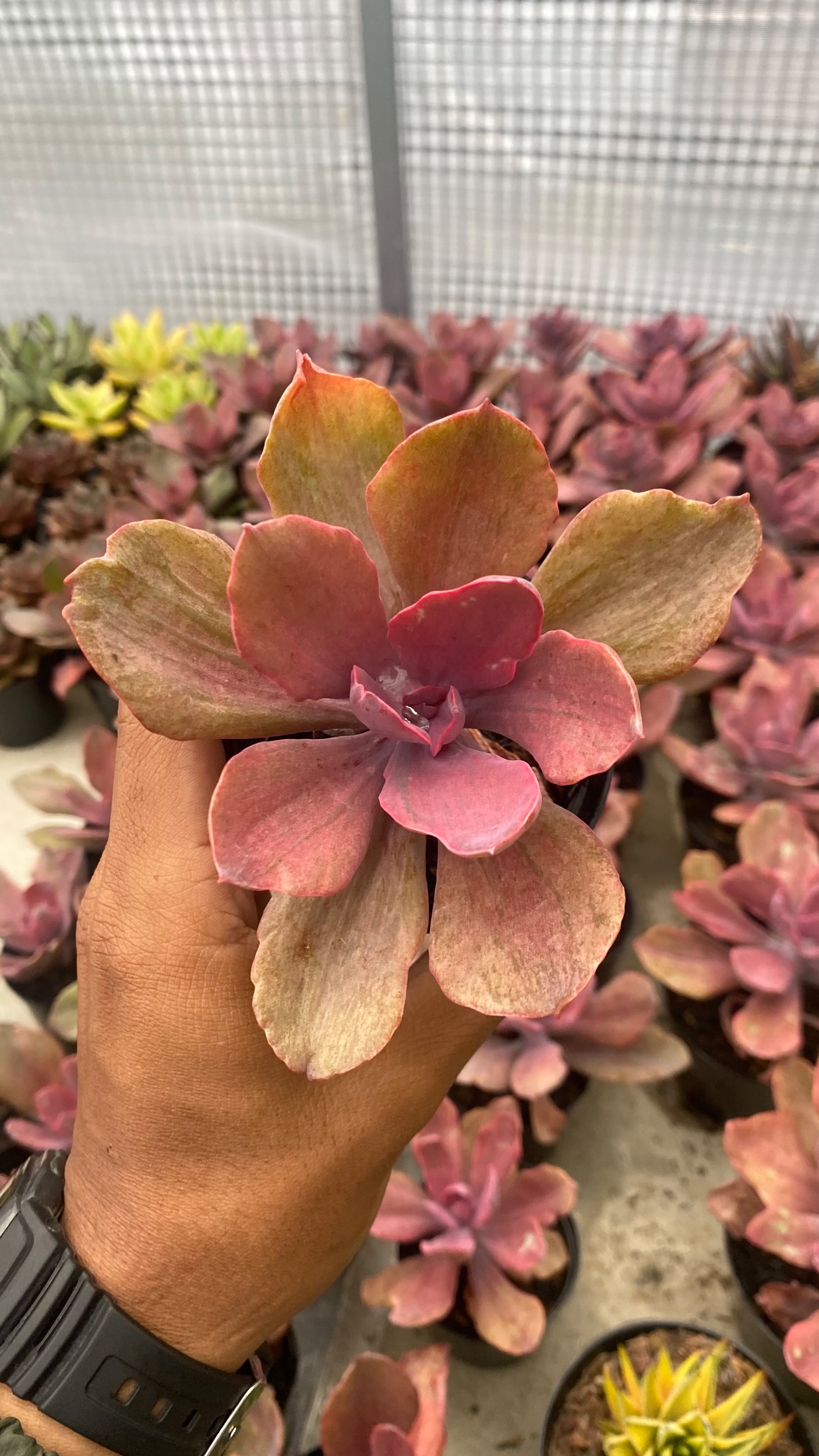 2095. Echeveria Rosygold - Image 2