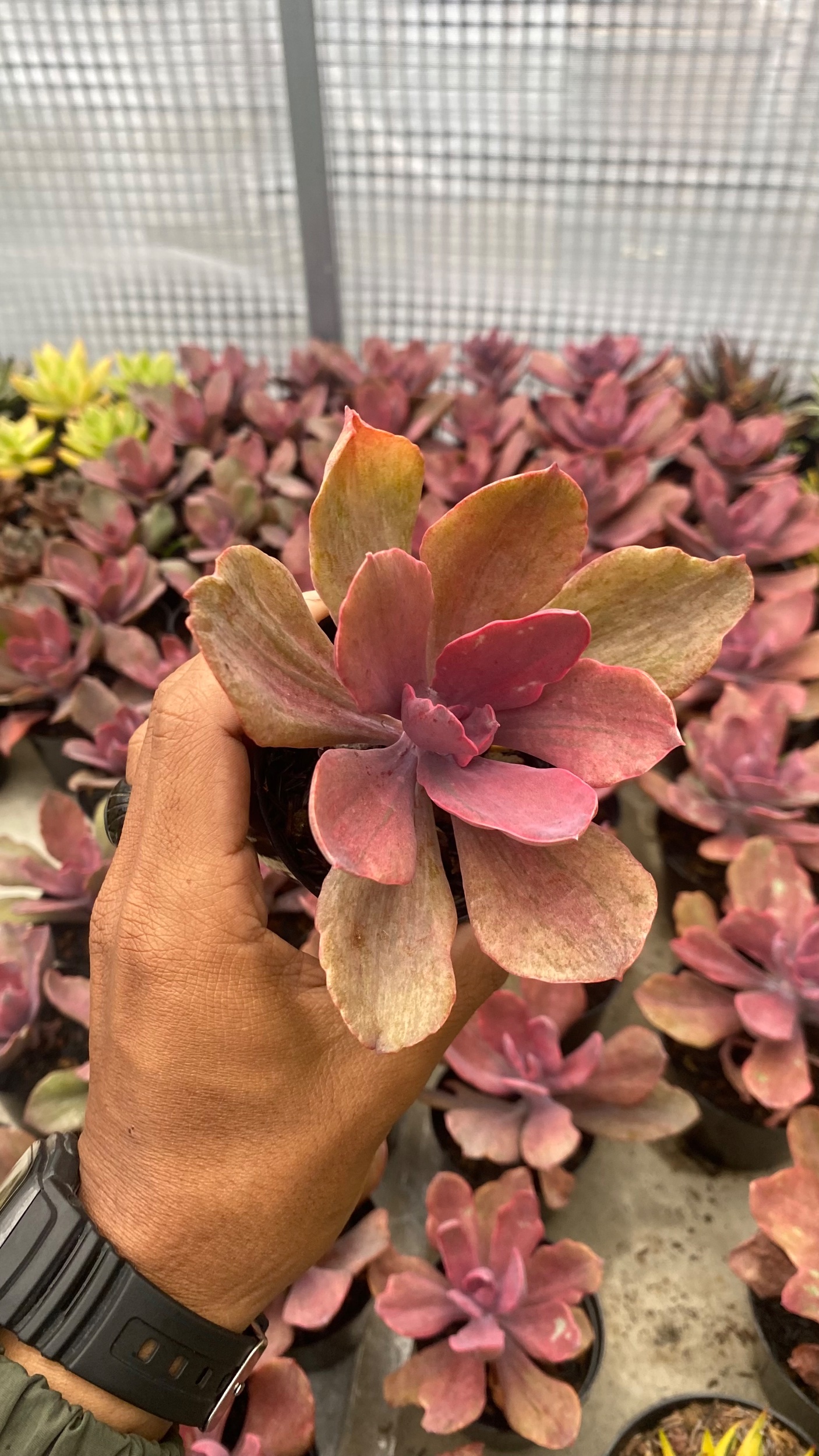 2095. Echeveria Rosygold - Image 3
