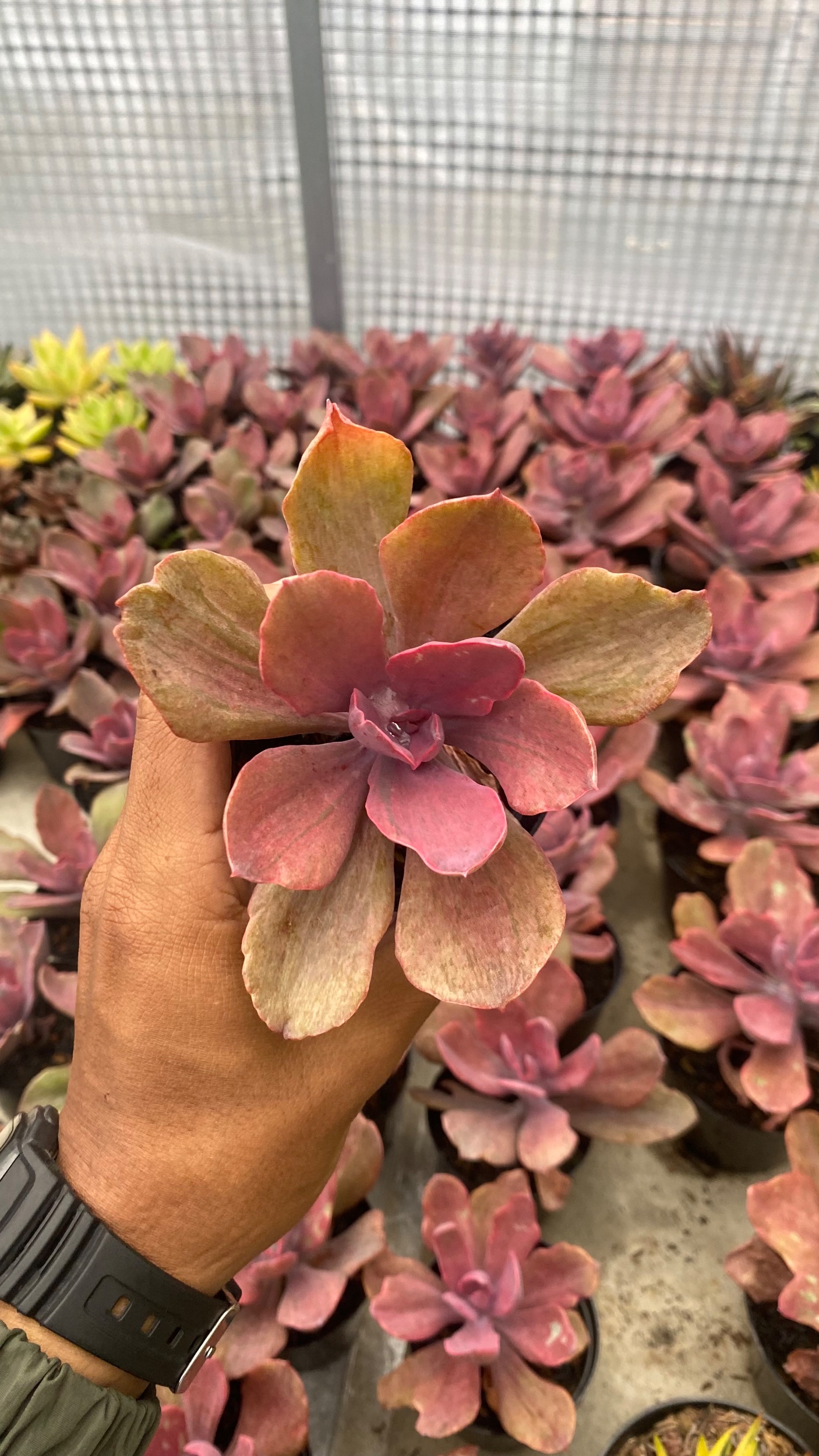 2095. Echeveria Rosygold - Image 4