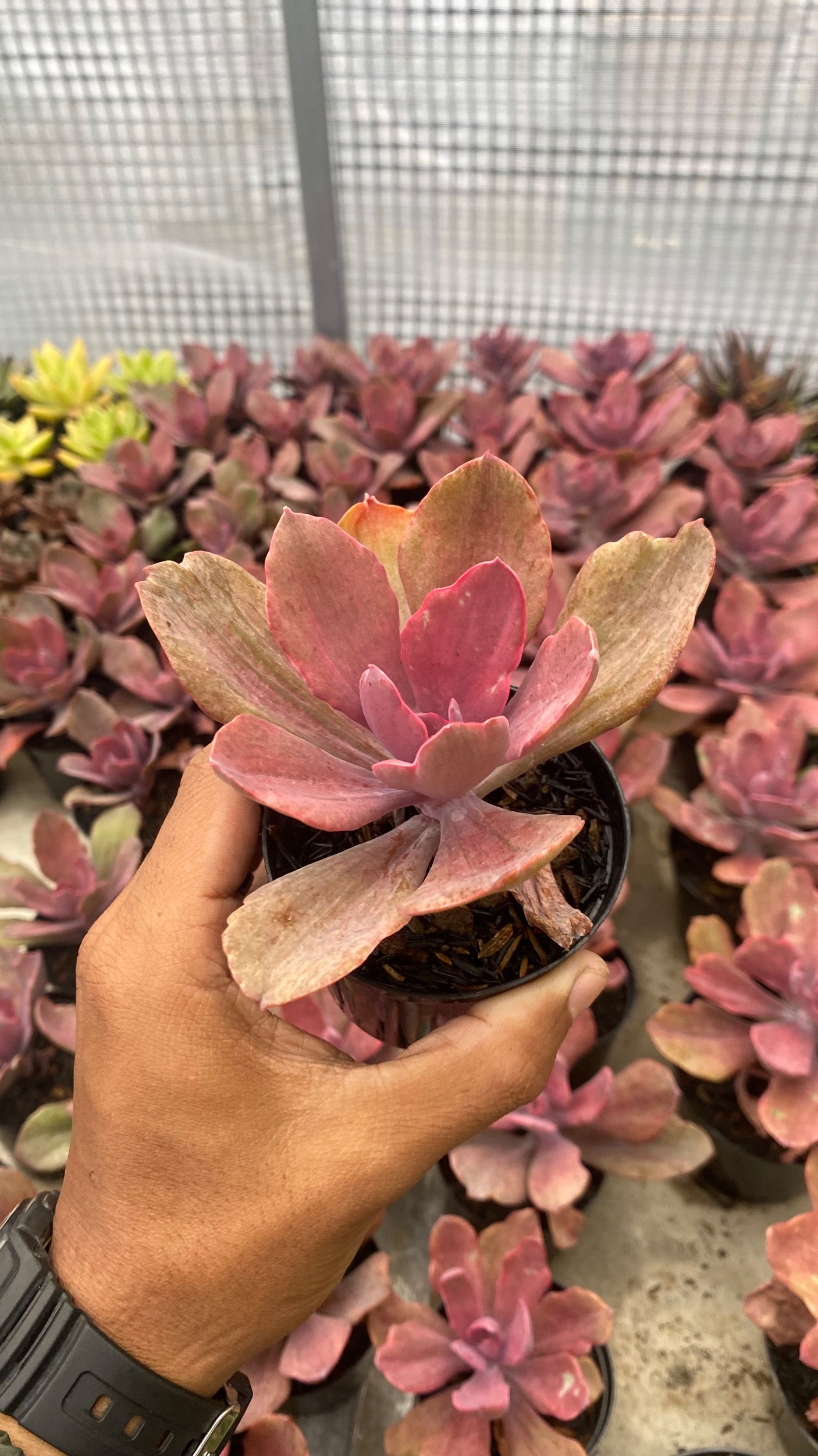 2095. Echeveria Rosygold - Image 5