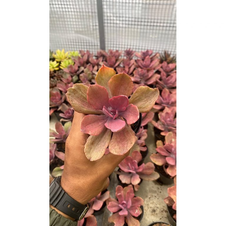2095. Echeveria Rosygold