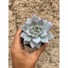 427. Echeveria Sang-a / Echeveria Blue Bird