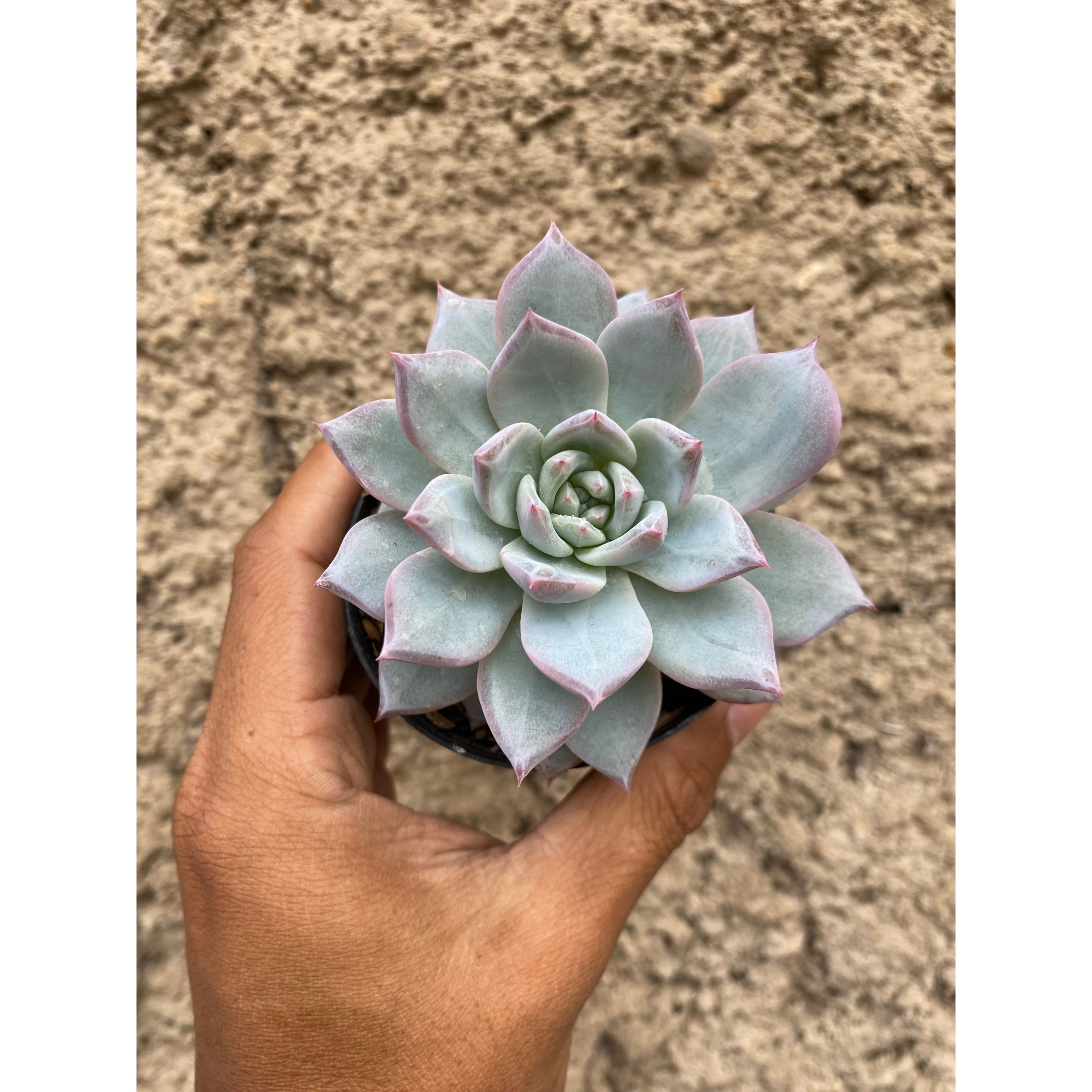 427. Echeveria Sang-a / Echeveria Blue Bird