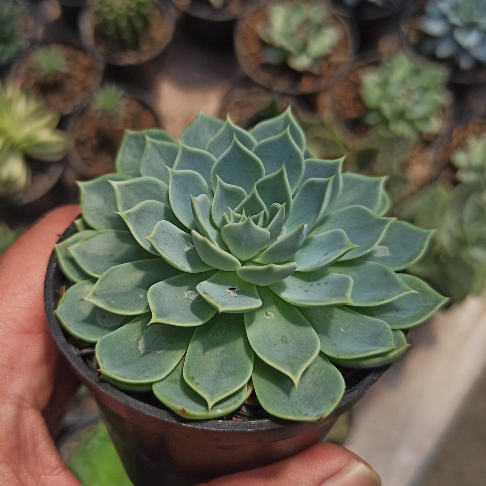 117. Echeveria Secunda - Image 2