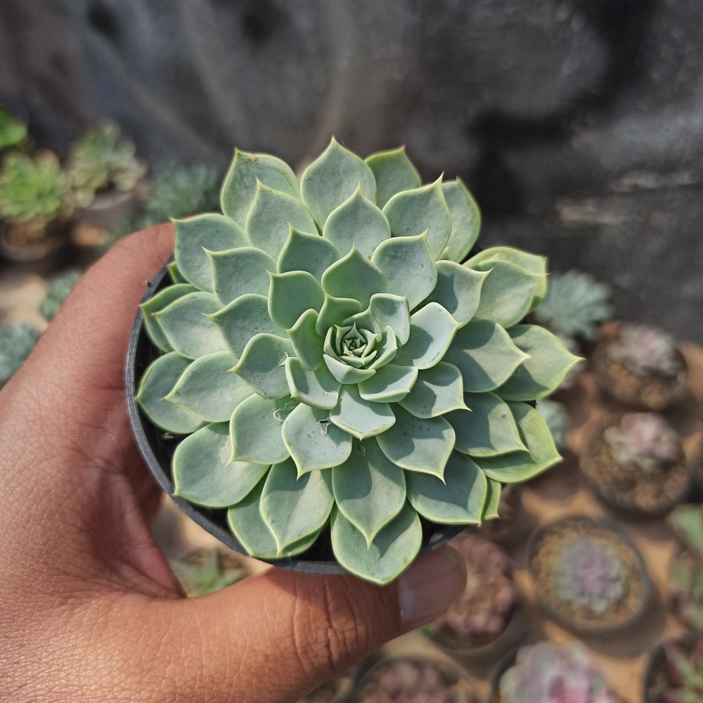 117. Echeveria Secunda - Image 3