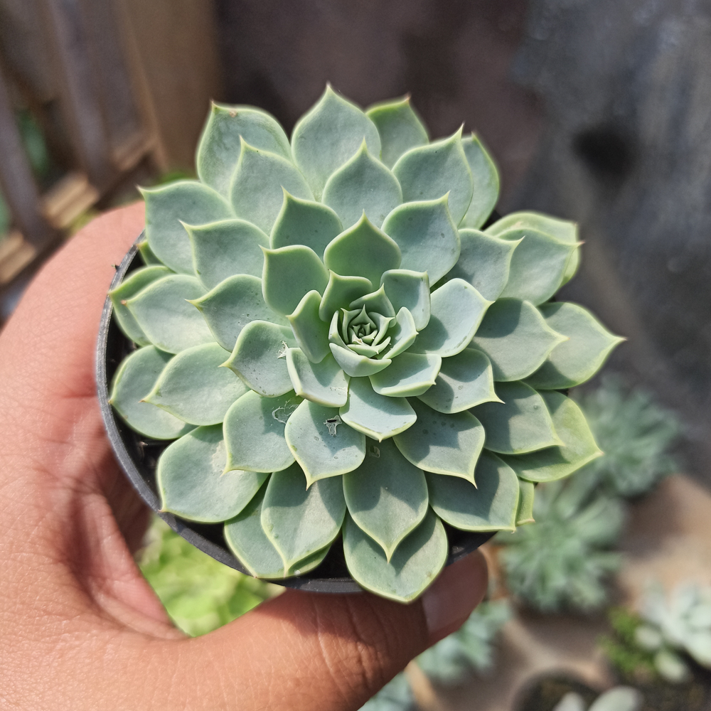 117. Echeveria Secunda - Image 4
