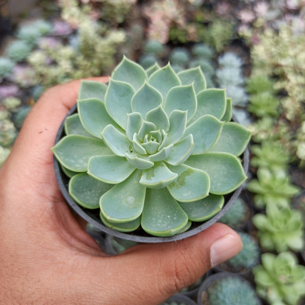 117. Echeveria Secunda - Image 5