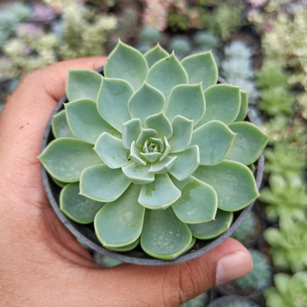 117. Echeveria Secunda - Image 6