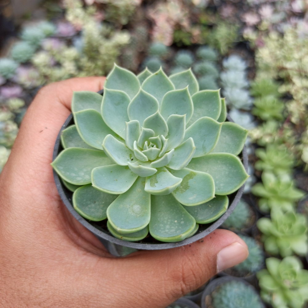 117. Echeveria Secunda - Image 7