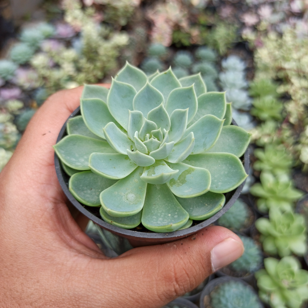 117. Echeveria Secunda - Image 8
