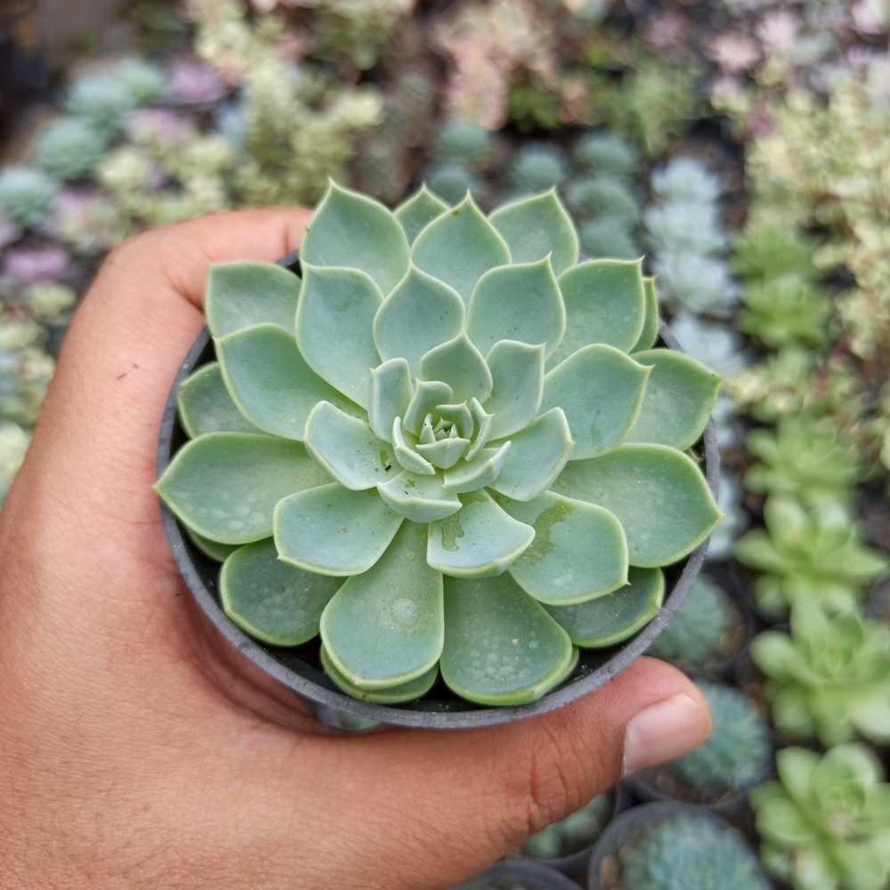 117. Echeveria Secunda - Image 9