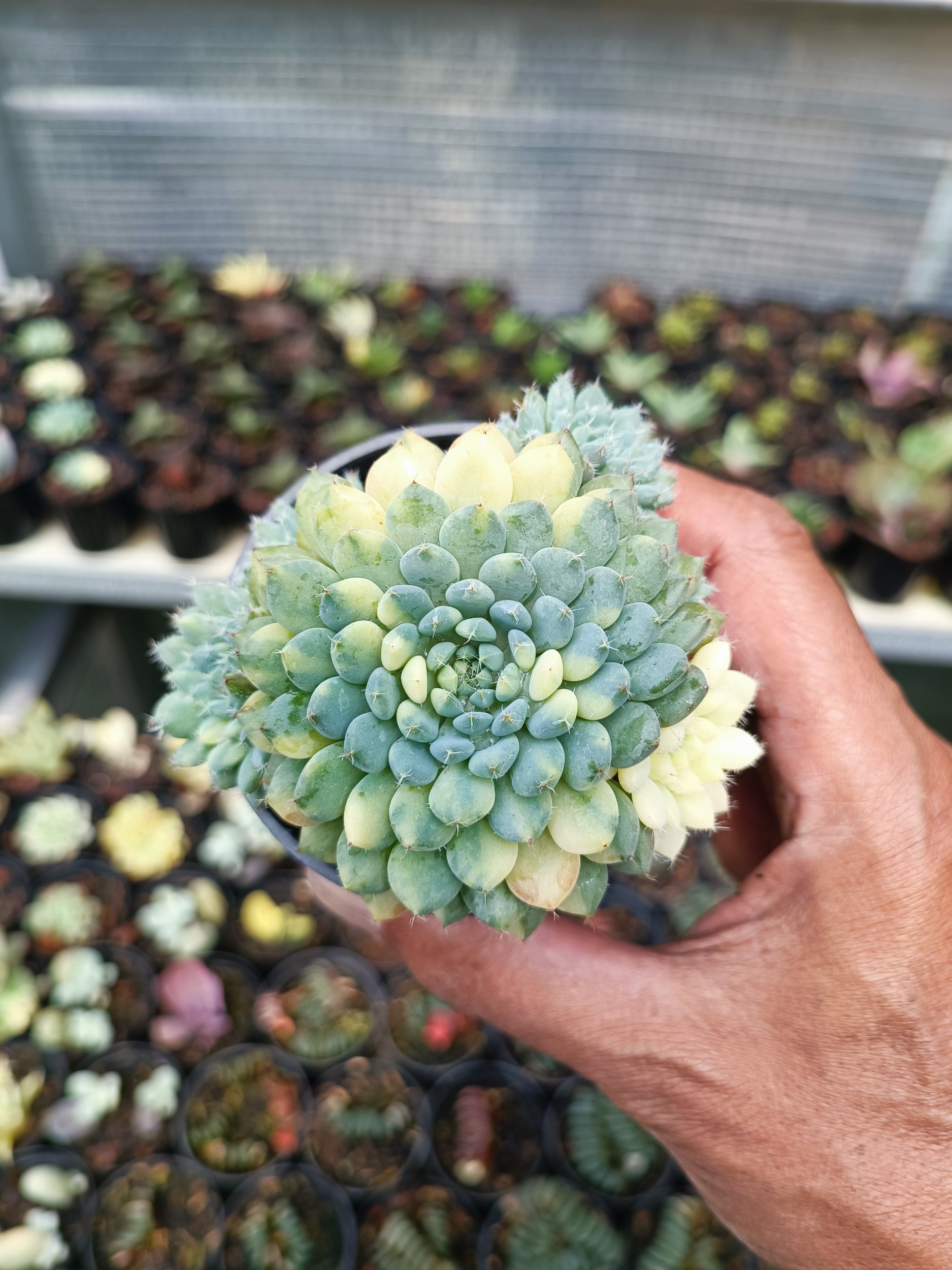 2091. Echeveria Setosa Deminuta Variegated - Image 2
