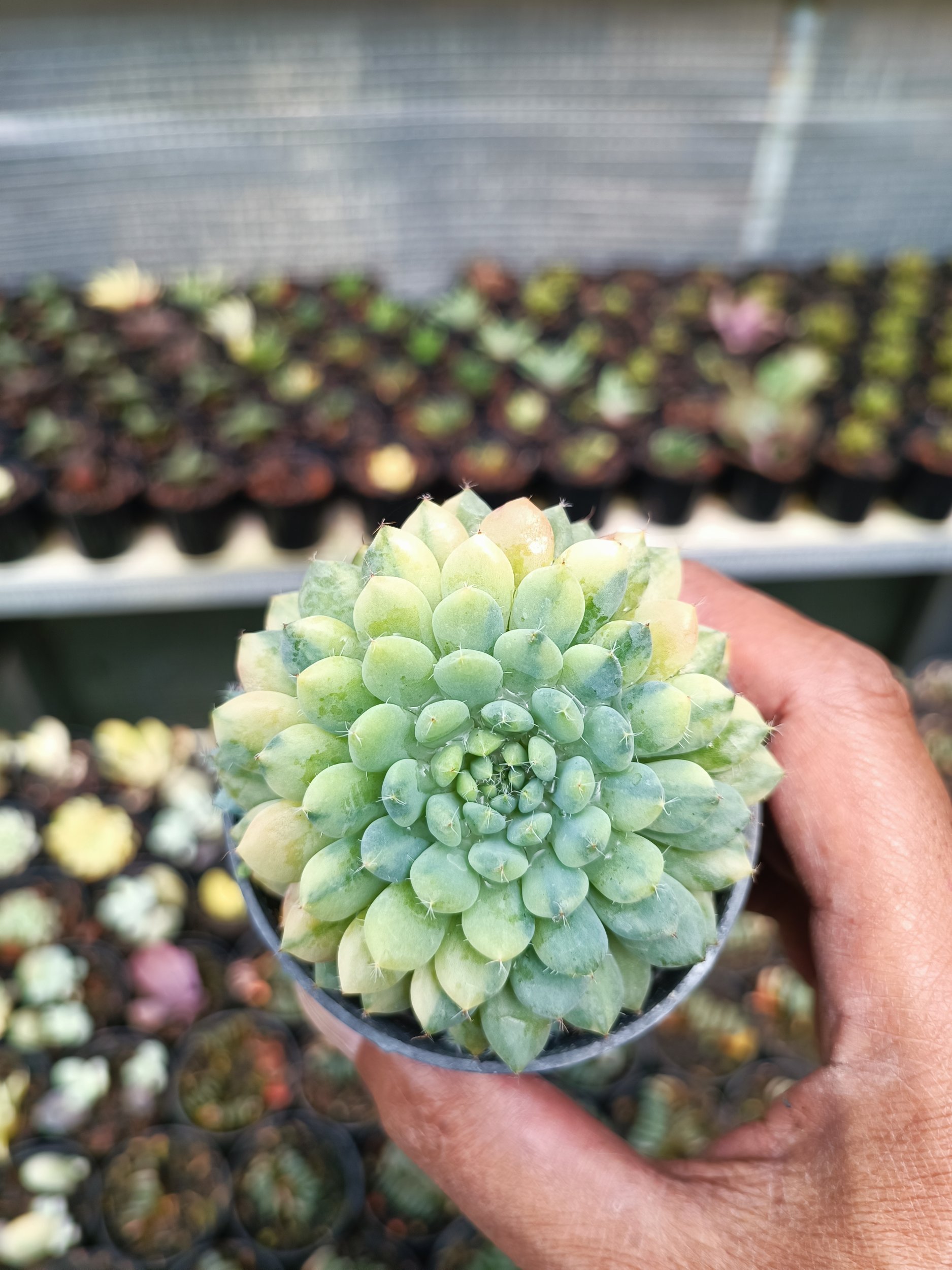 2091. Echeveria Setosa Deminuta Variegated - Image 3