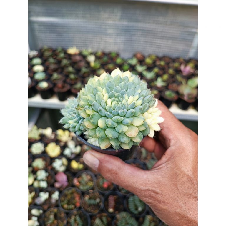 2091. Echeveria Setosa Deminuta Variegated