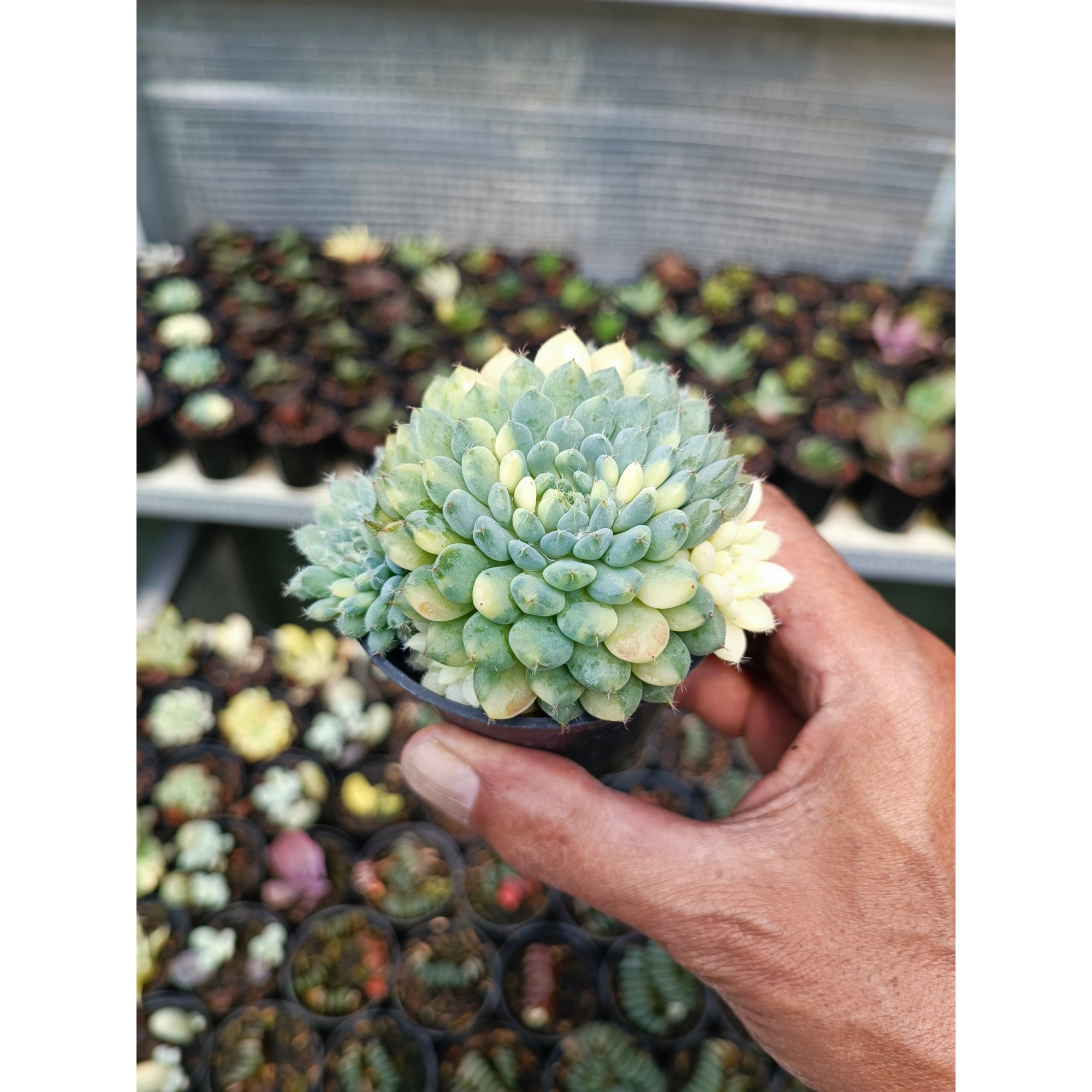2091. Echeveria Setosa Deminuta Variegated