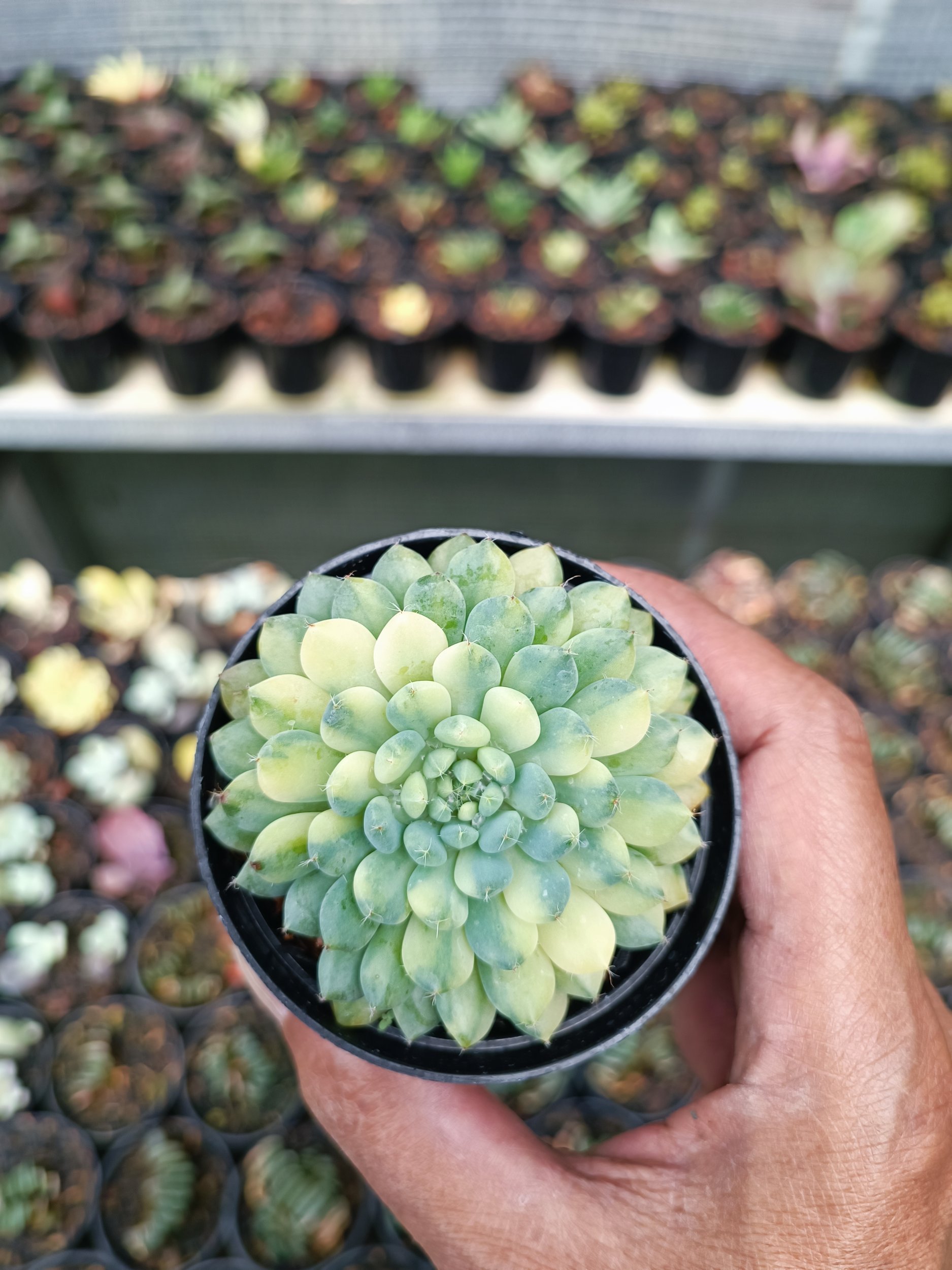 2091. Echeveria Setosa Deminuta Variegated - Image 4