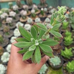 Alternative view of 039. Echeveria Setosa Mexican Firecracker
