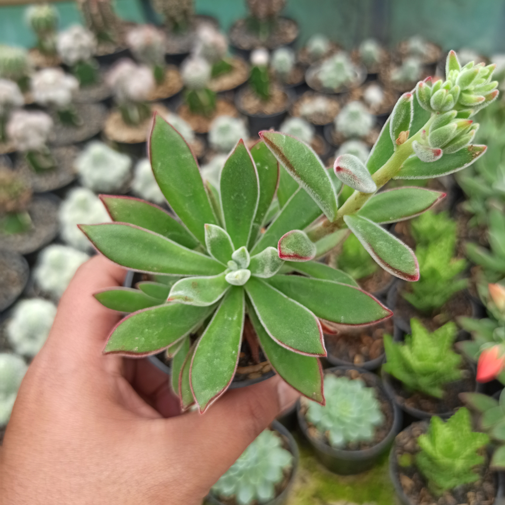 039. Echeveria Setosa Mexican Firecracker - Image 3