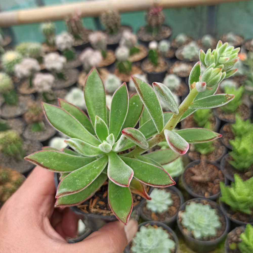 039. Echeveria Setosa Mexican Firecracker - Image 4