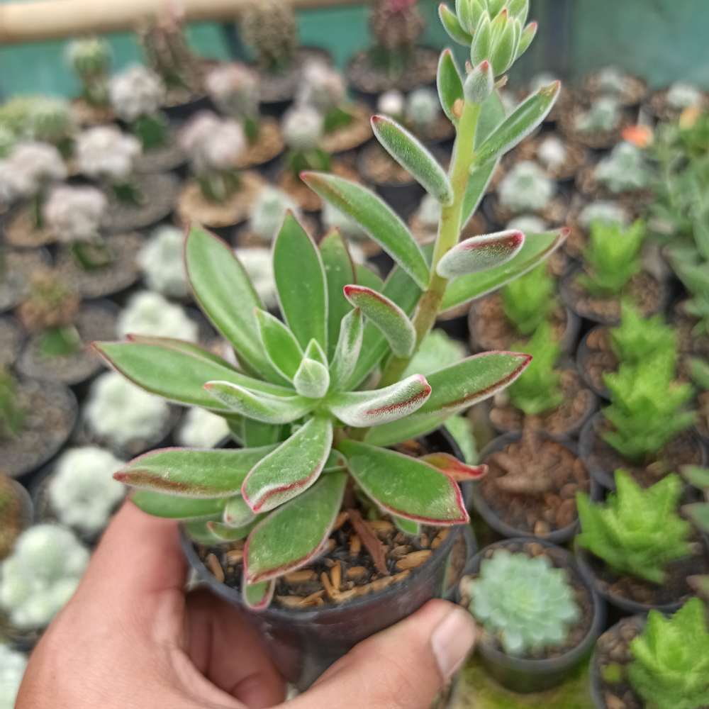039. Echeveria Setosa Mexican Firecracker - Image 5