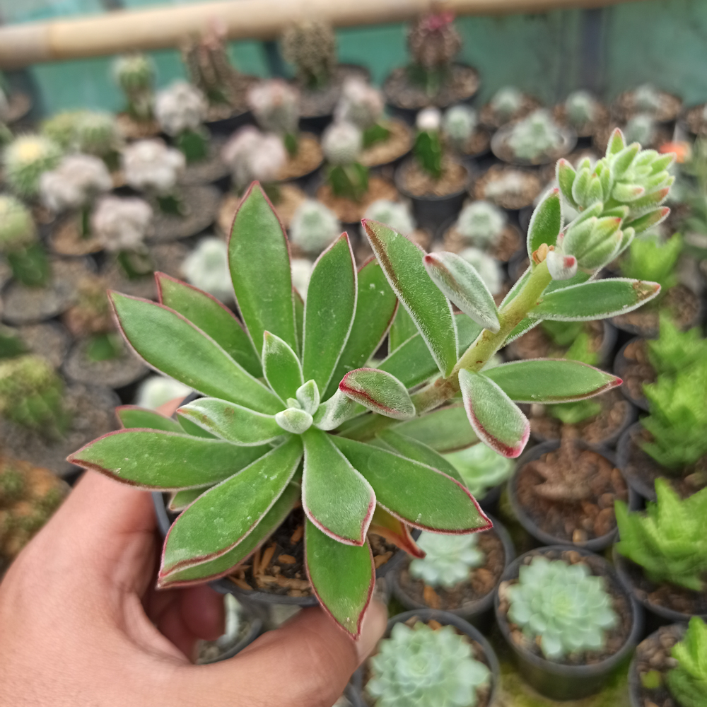 039. Echeveria Setosa Mexican Firecracker - Image 6