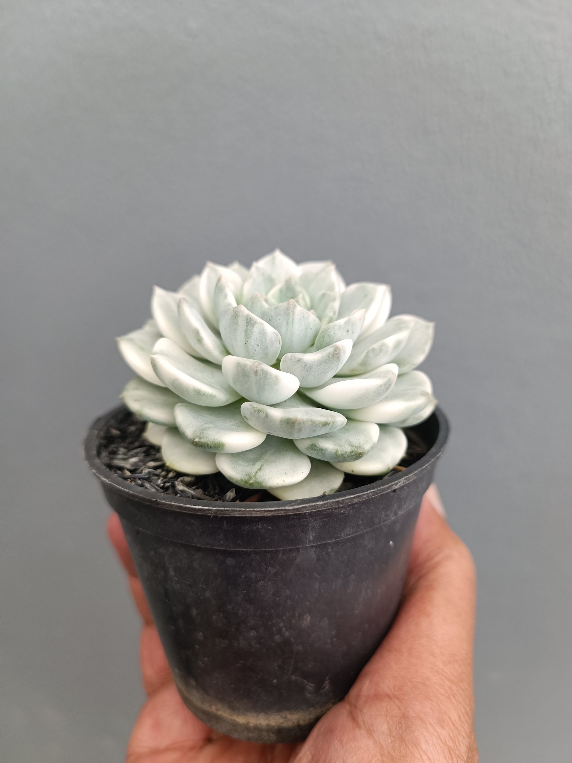 2278. Echeveria Tingker Bell - Image 2