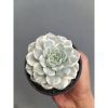 2278. Echeveria Tingker Bell